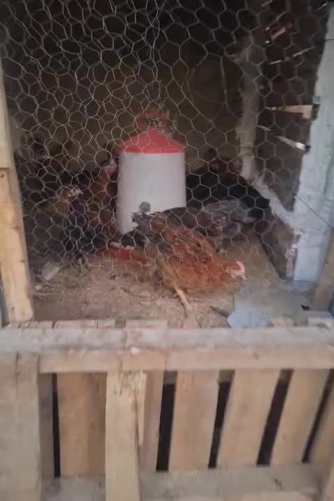 جوجه نیمچه مرغ وخروس جهادی رسمی محلی وگلپایگانی|حیوانات مزرعه|پاکدشت, پاکدشت (مامازند)|دیوار