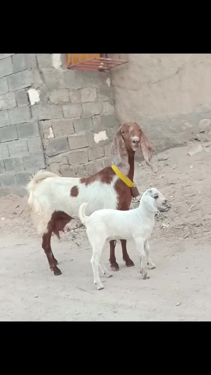 بز پاکستانی باکهرماده|حیوانات مزرعه|بندرعباس, |دیوار