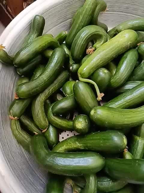 خیار|خوردنی و آشامیدنی|اراک, |دیوار