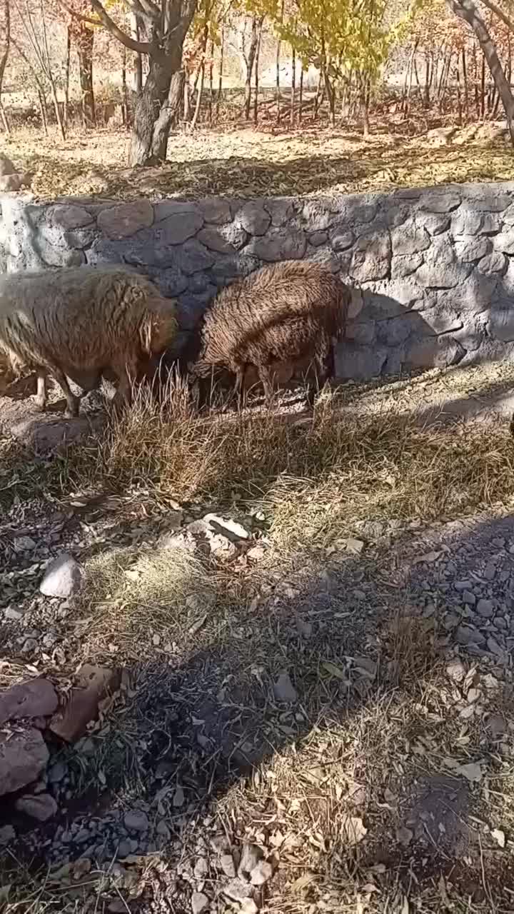 فروش میش و بز|حیوانات مزرعه|تفت, |دیوار