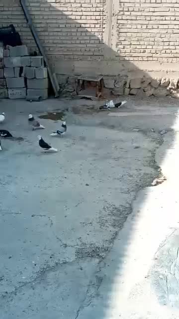 کبوتر پرنده ی پرواز بلند|پرنده|دره شهر, |دیوار