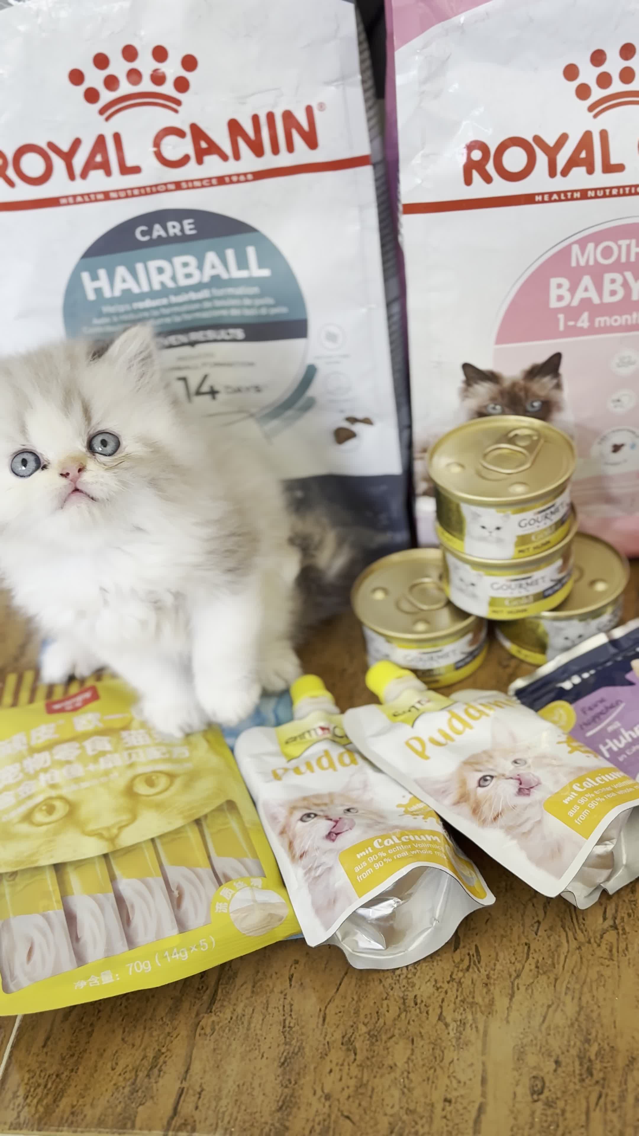 بریتیش لانگ هیر|گربه|رشت, کوی بیانی|دیوار