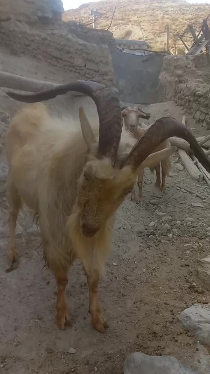 بز نر سانن|حیوانات مزرعه|شیروان (خراسان), |دیوار