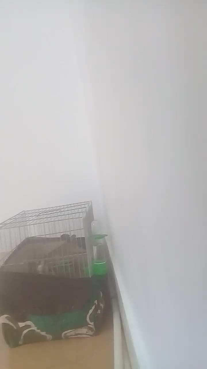 سهره|پرنده|محلات, |دیوار