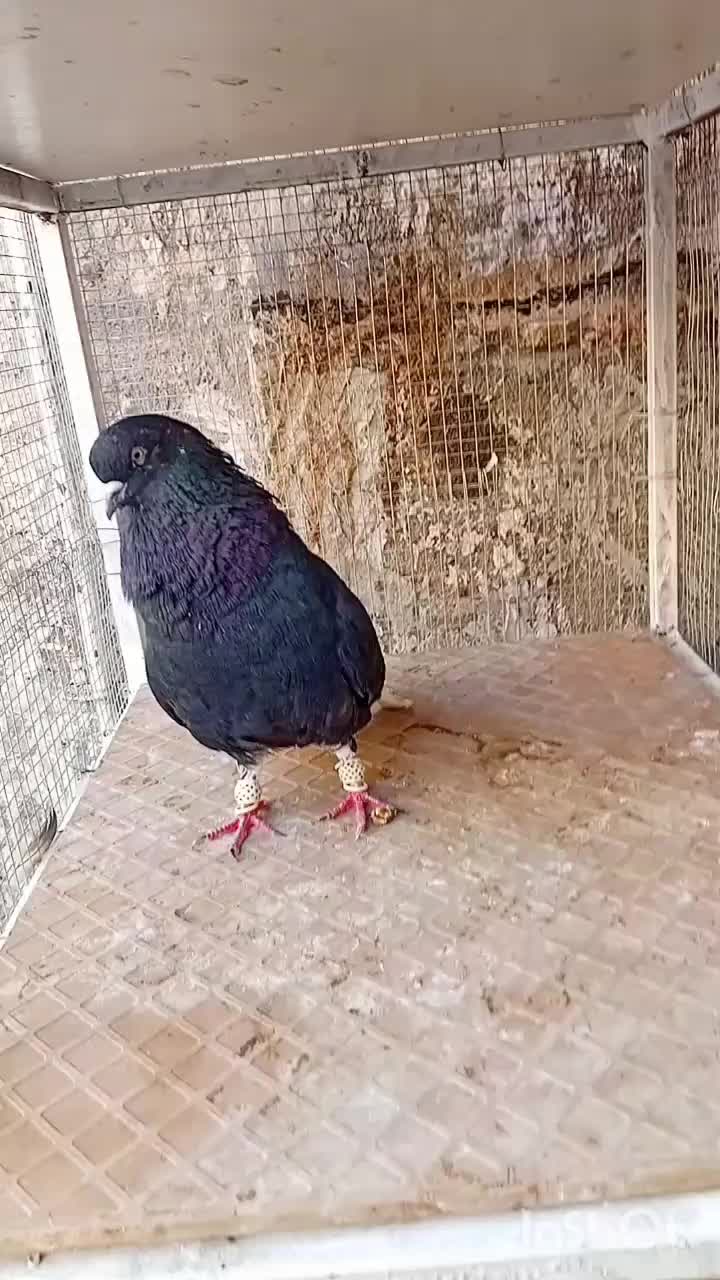 ندم سفید ۱۷دم|پرنده|بوئین زهرا, |دیوار