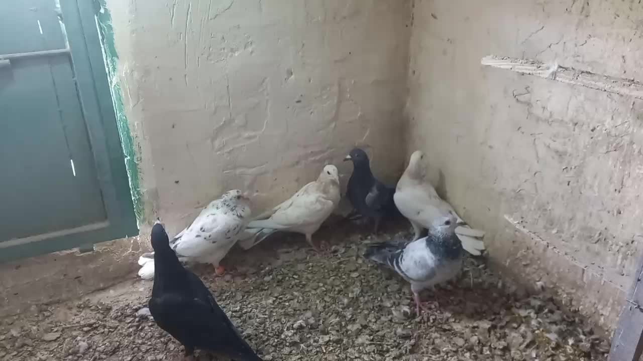 هشت عدد کبوتر هم پرشی هم جفتی همه گرفتنی|پرنده|دشتابی, |دیوار