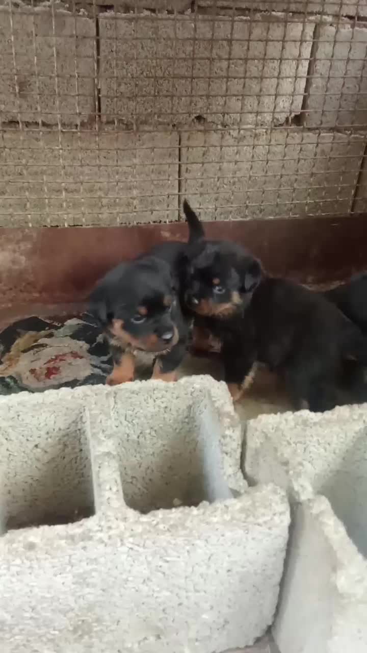 واگذاری توله روتوایلر|سگ|قرچک, مهدیه|دیوار