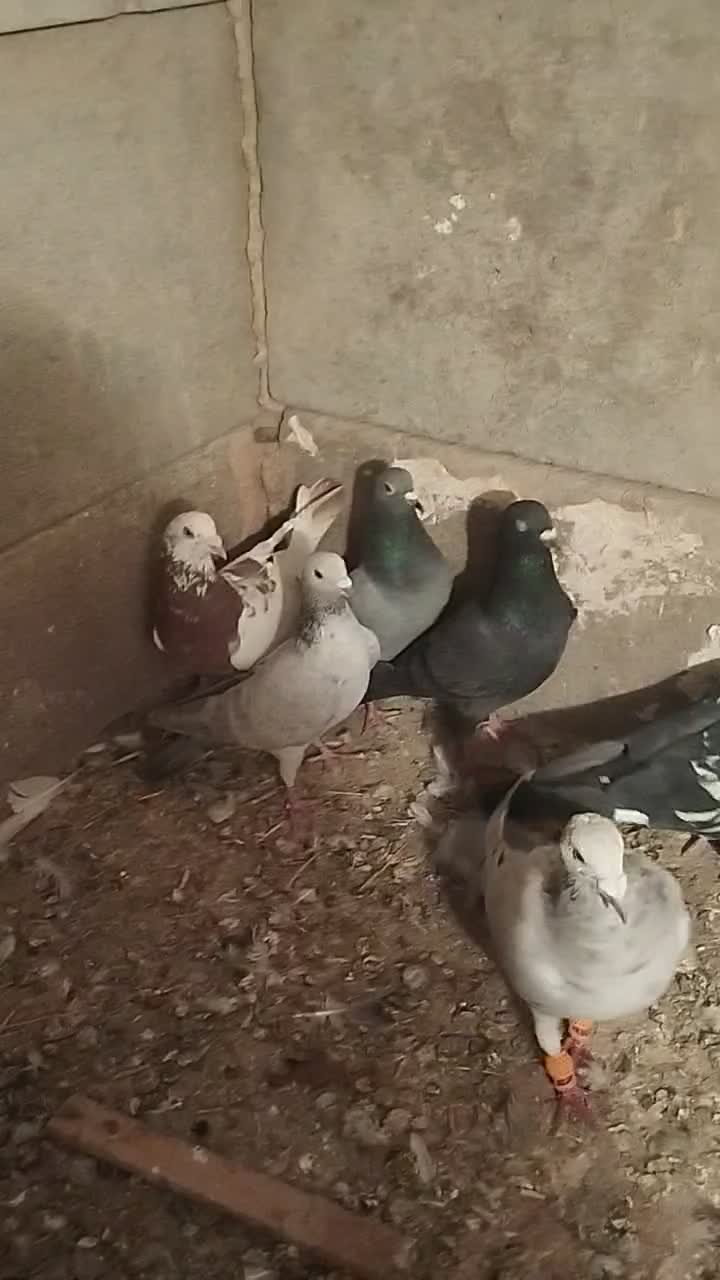 کبوتر|پرنده|خرمدشت, |دیوار