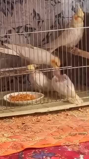 جفت بنگالی باتخم همراه قفس|پرنده|تبریز, |دیوار