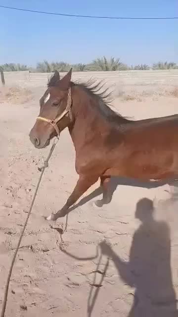 فروش اسب دره شوری|اسب و تجهیزات اسبسواری|بم, |دیوار