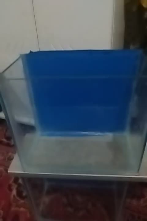 آکواریوم دست ساز عالیه|ماهی|خرمشهر, |دیوار