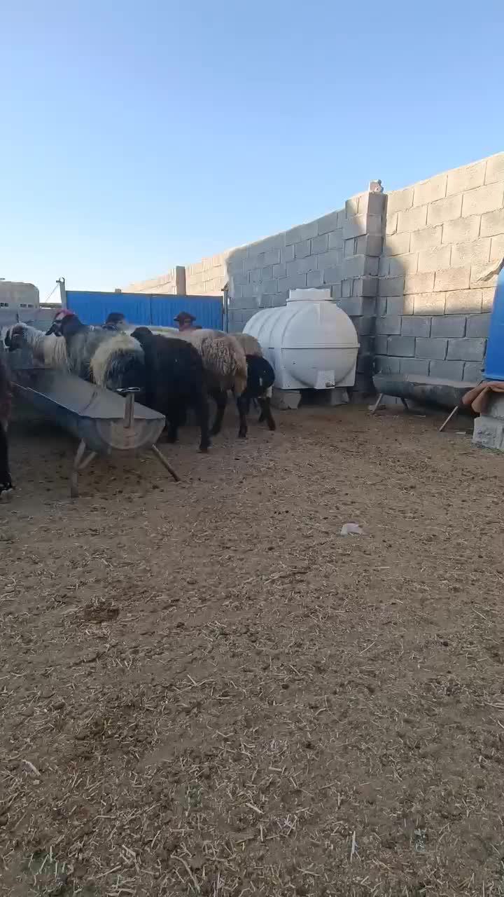 میش زیر قیمت بازار فروشی|حیوانات مزرعه|شهرضا, |دیوار