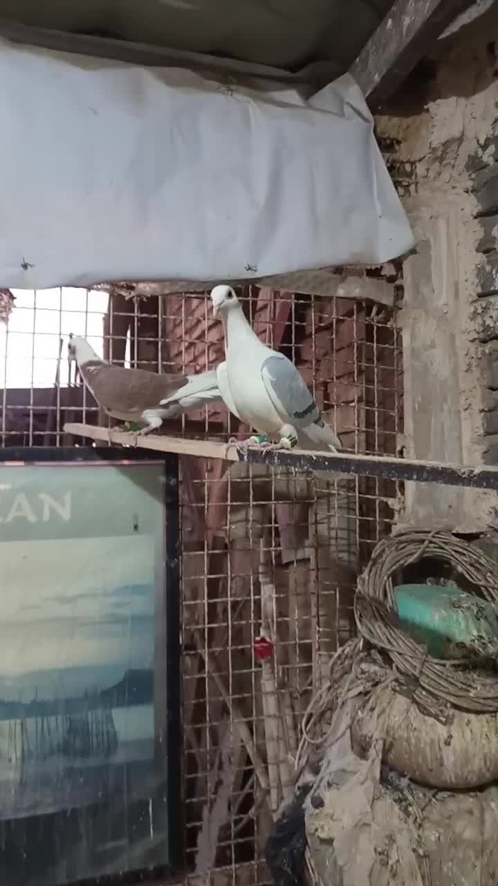 کویتی ماده|پرنده|تربت‌حیدریه, بالا ولایت|دیوار