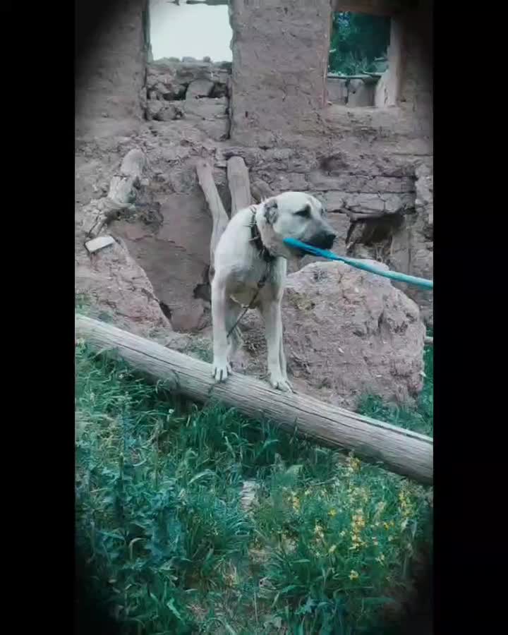سگ سرابی|سگ|کوزران, |دیوار