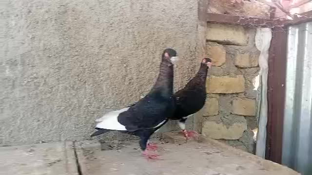 قره سیاه دنش|پرنده|شیراز, گویم|دیوار