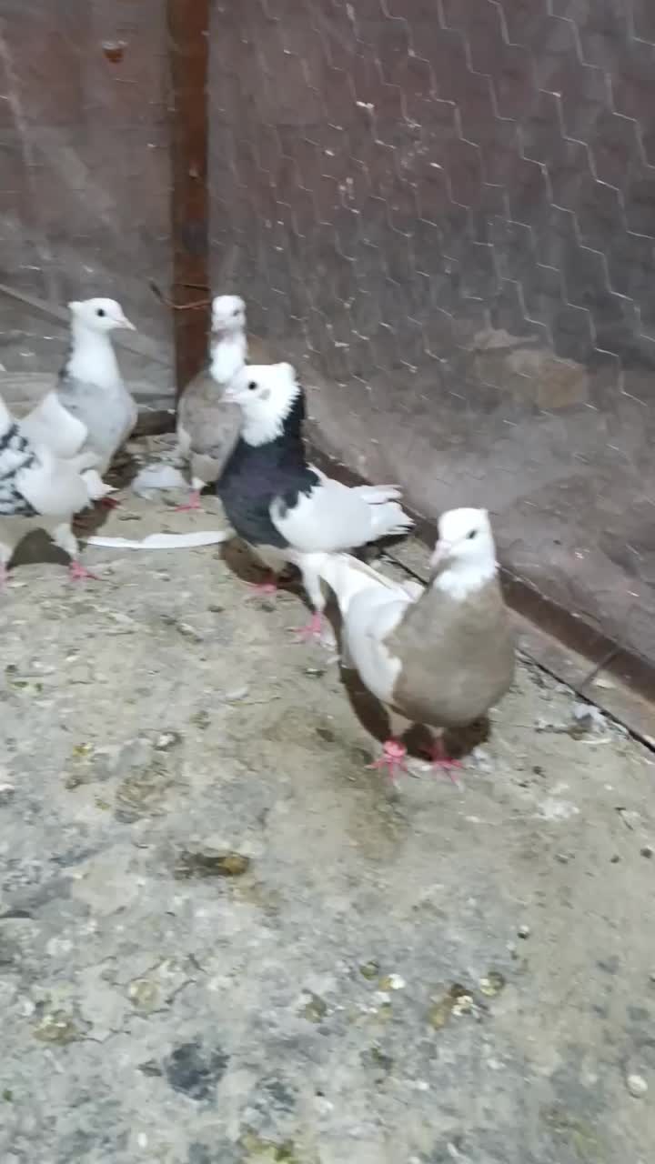 کبوتر طوقی|پرنده|مینودشت, |دیوار