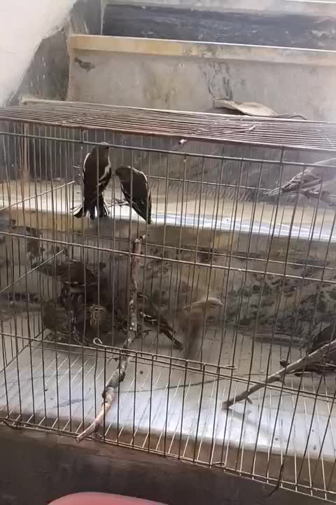 سهره|پرنده|اسلام‌‌آباد غرب, |دیوار