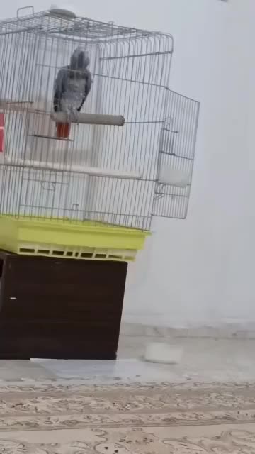 کاسکو نر سخنگو رام رام|پرنده|پاکدشت, پاکدشت (مامازند)|دیوار