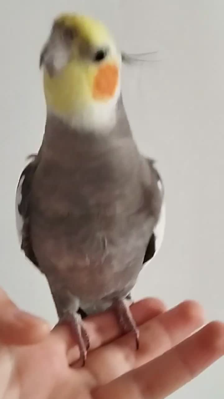 پرنده|پرنده|قروه, |دیوار