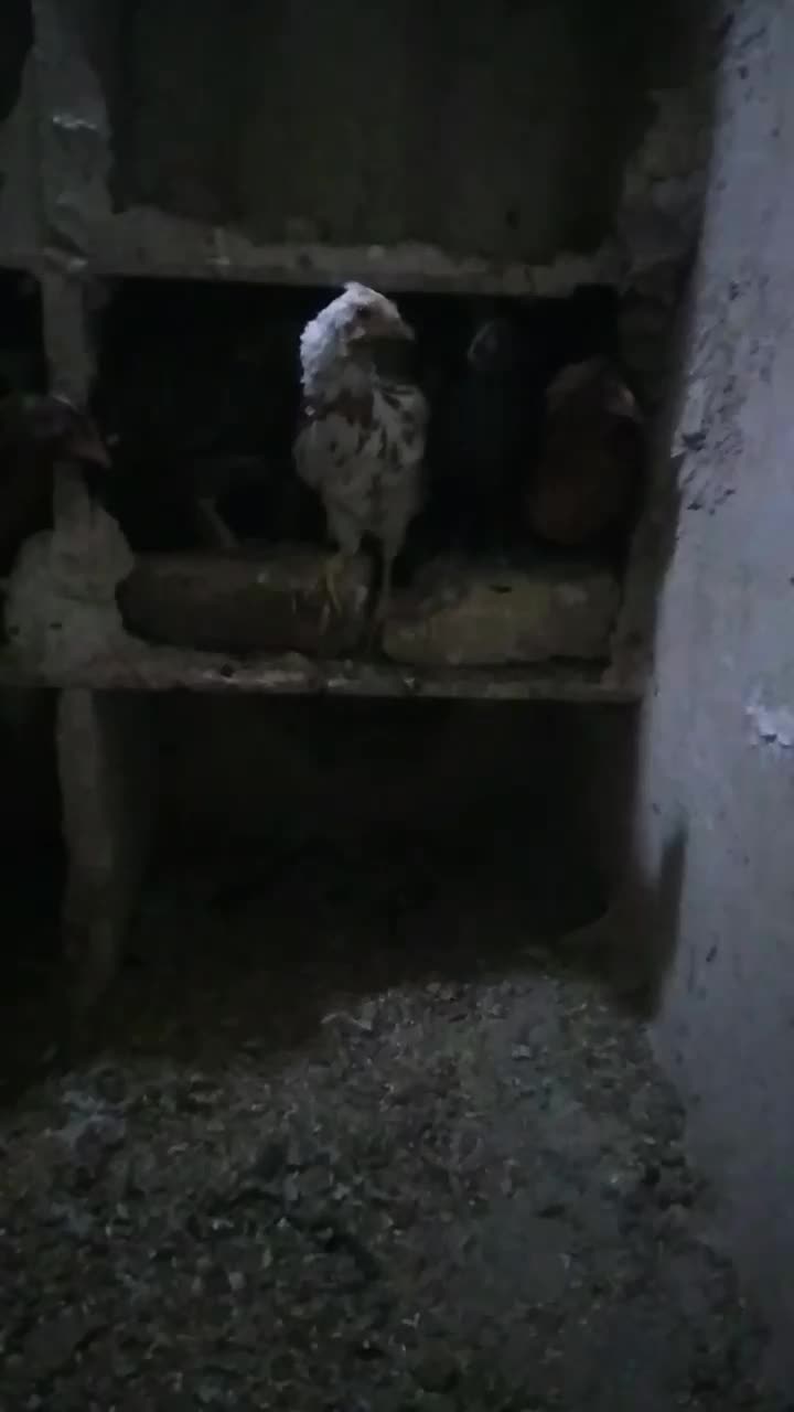 جوجه مرغ گلین کوچ شو قوب دار ریشو|حیوانات مزرعه|قم, نوبهار|دیوار