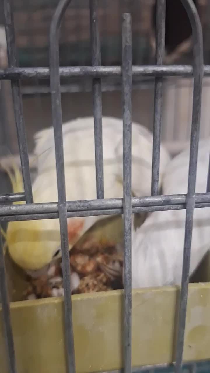 جفت عروس هلندی لوتینو و آلبینو باقفس و لونه کامل|پرنده|شیراز, نیستان|دیوار