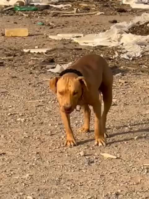 سگ پیتبول نر ۱ ساله|سگ|یزد, |دیوار