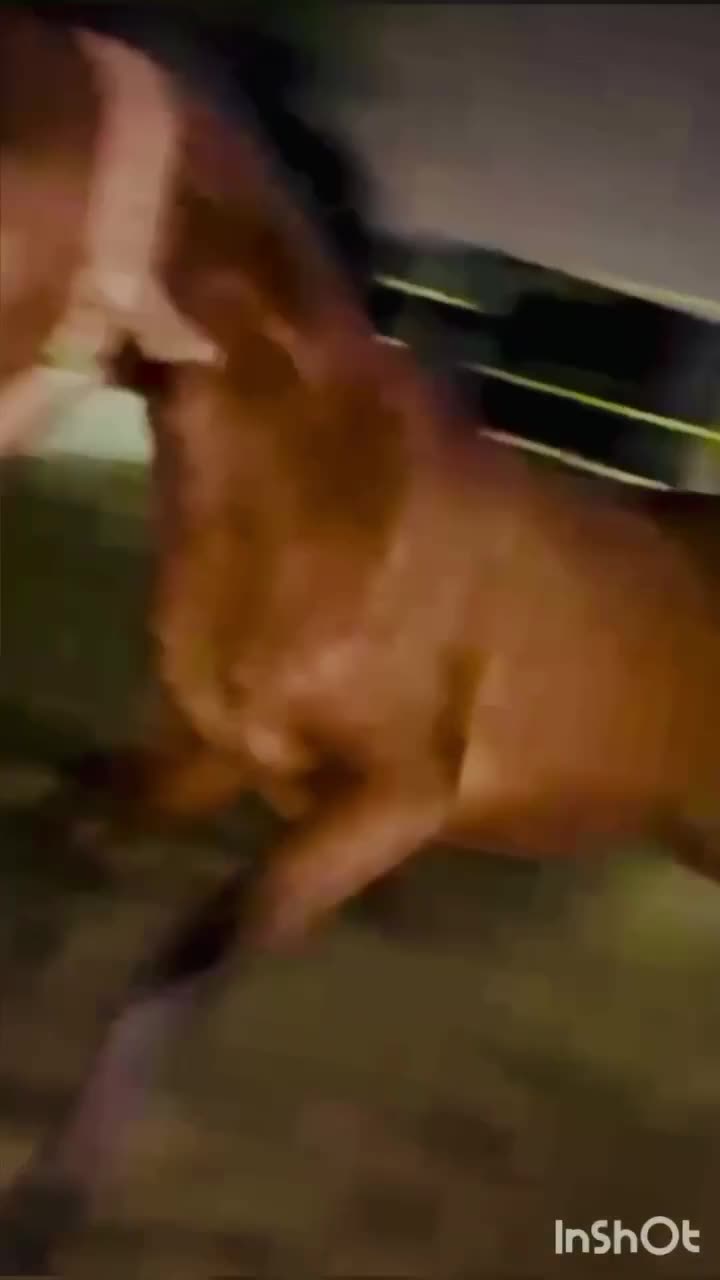 مادیان کرد|اسب و تجهیزات اسبسواری|رباطکریم, انجم آباد|دیوار