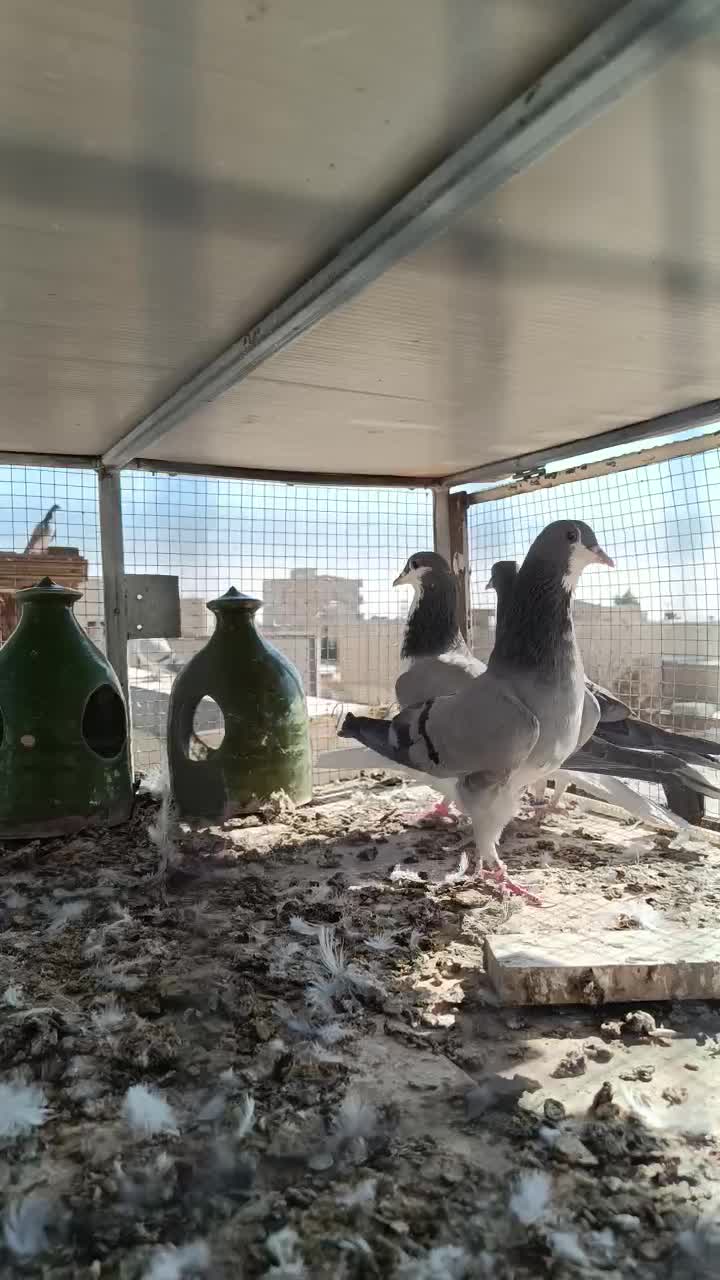 خرقه|پرنده|شاهینشهر, نبوت|دیوار