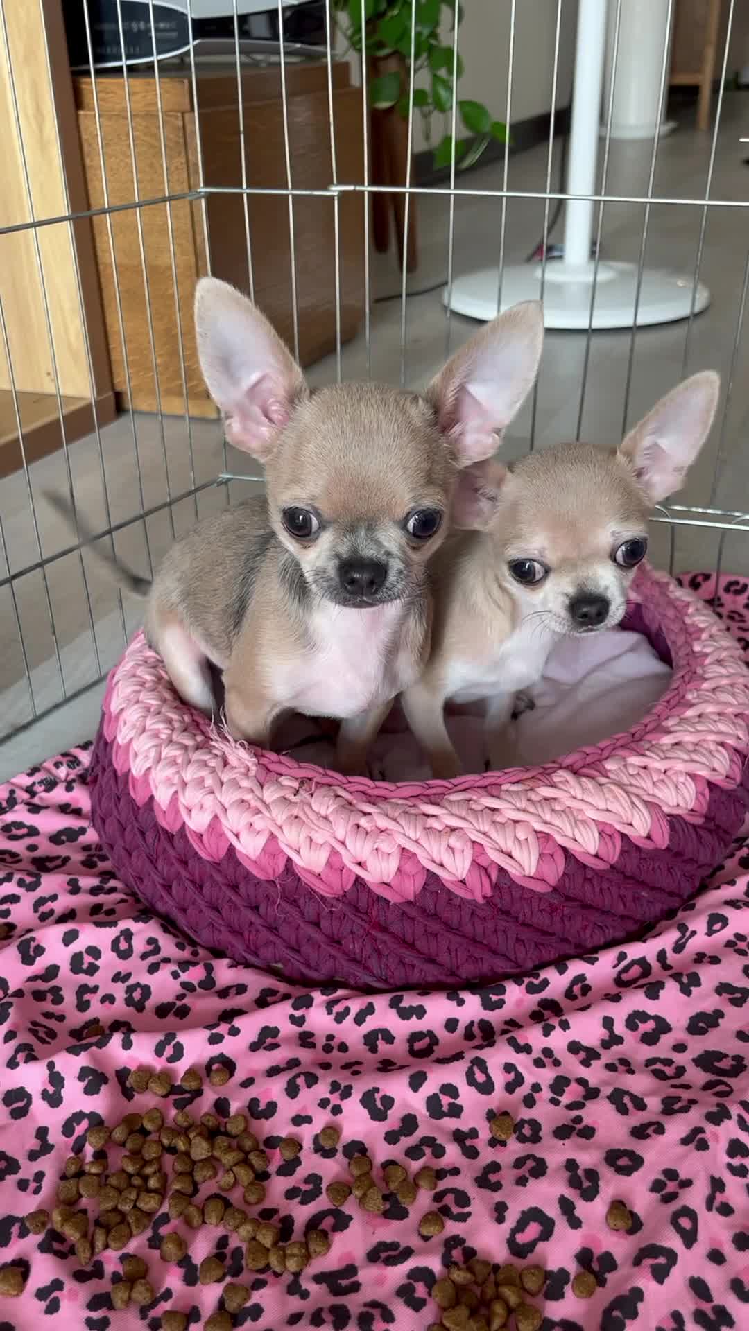 شیهواهوا اصیل|سگ|تهران, پردیسان|دیوار