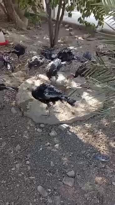 بوقلمون برنز امریکایی|حیوانات مزرعه|کوار, |دیوار