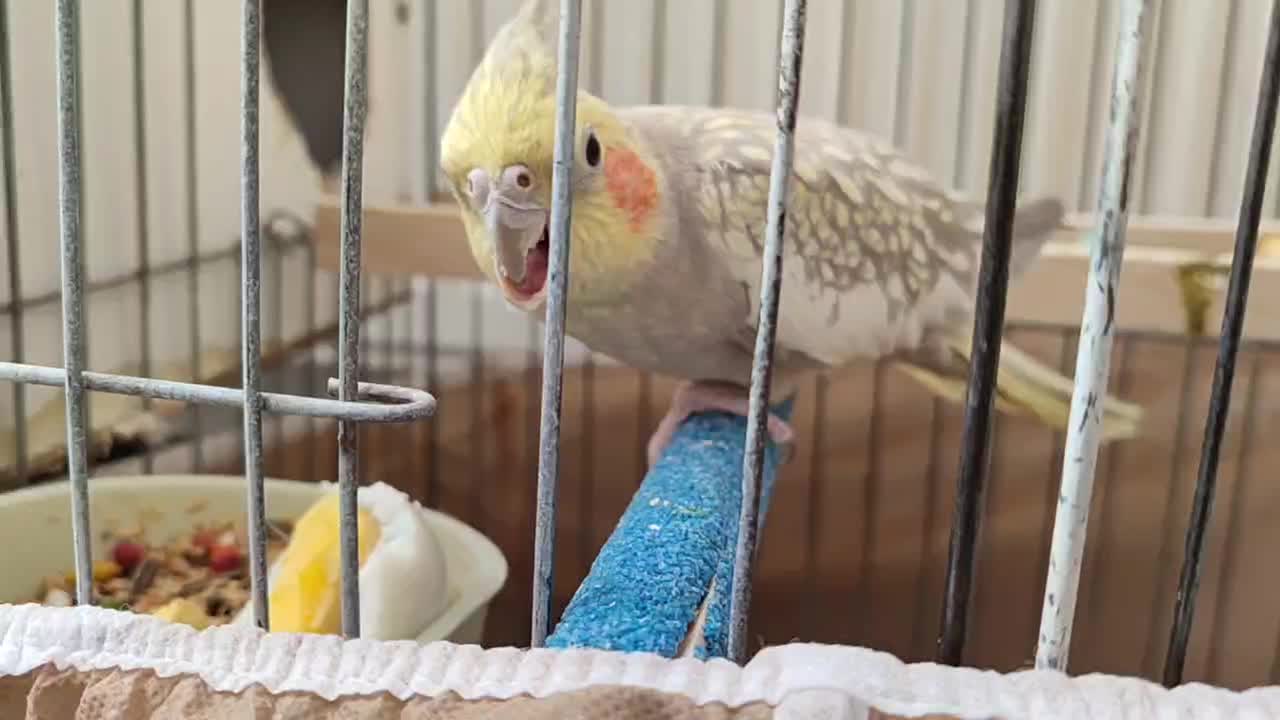 گریچیک دستی سه ماهه، عروس جفت مولد|پرنده|شیروان (خراسان), |دیوار