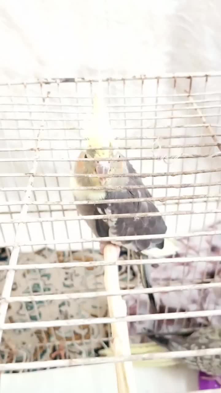 جوجه عروس هلندی|پرنده|شاندیز, |دیوار