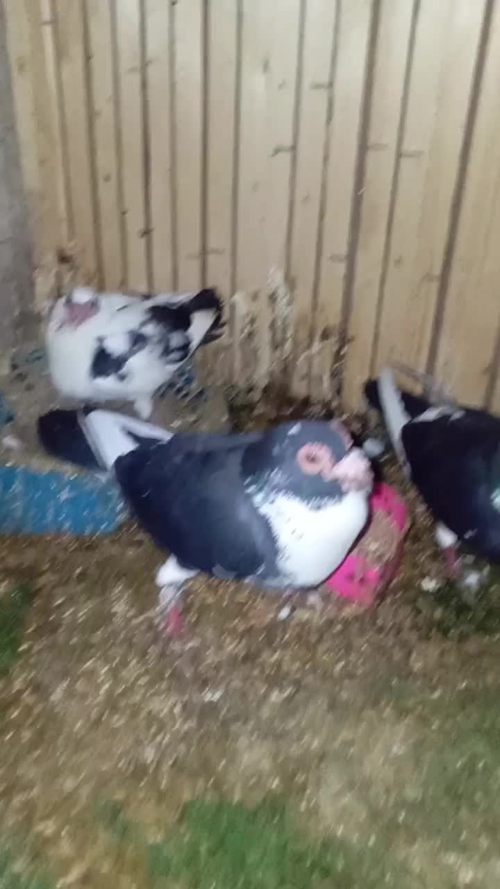 کبوتر پلنگی سیاه|پرنده|گنبد کاووس, |دیوار