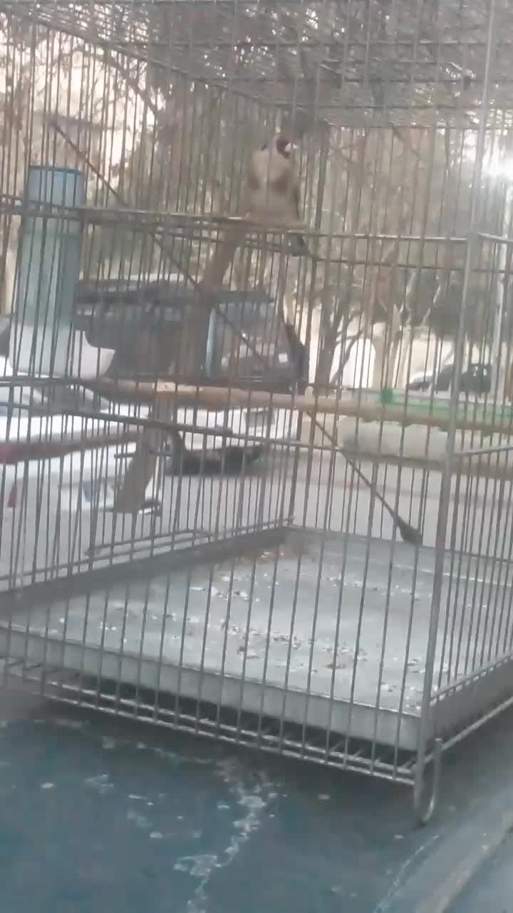 سهره مست|پرنده|تهران, تختی|دیوار