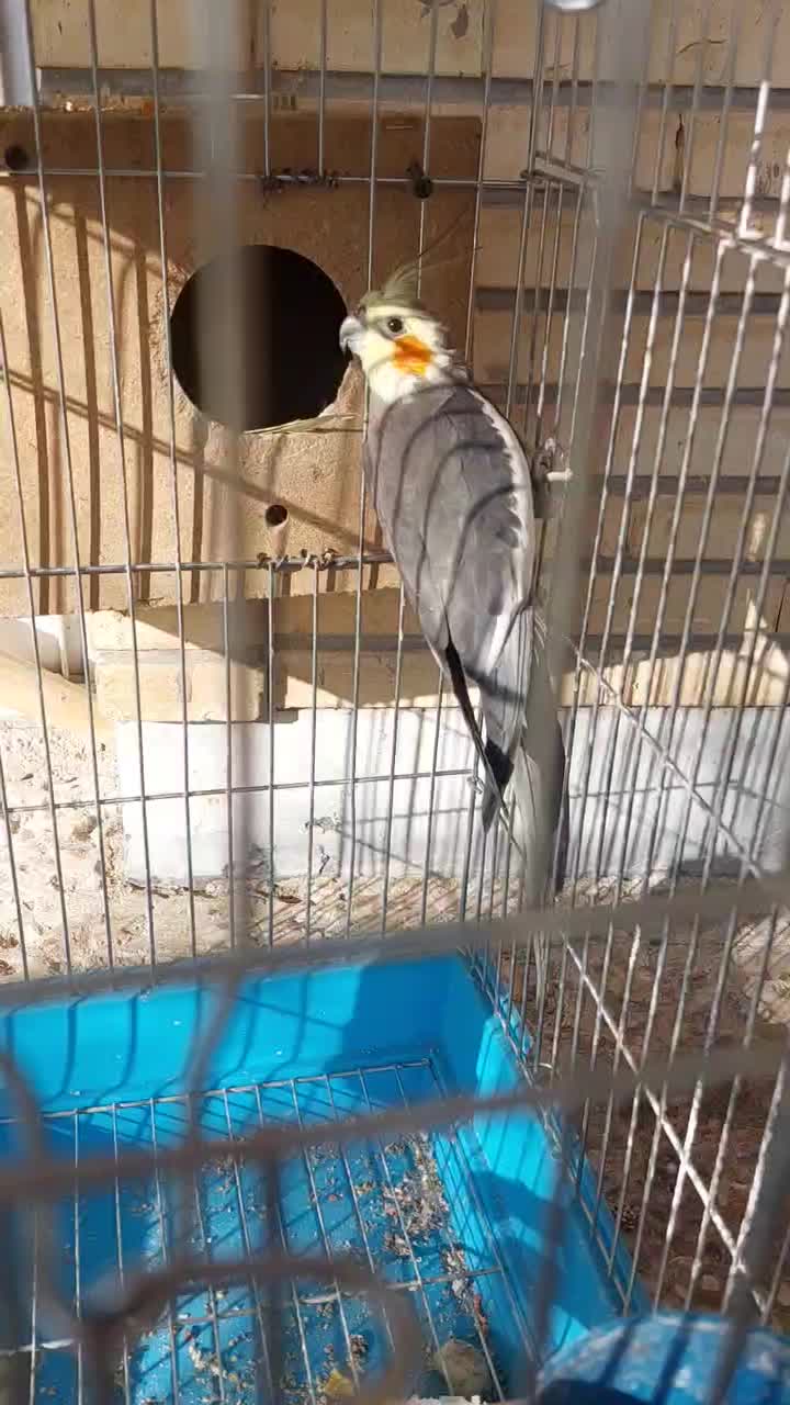 عروس هلندی|پرنده|فولادشهر, A4|دیوار