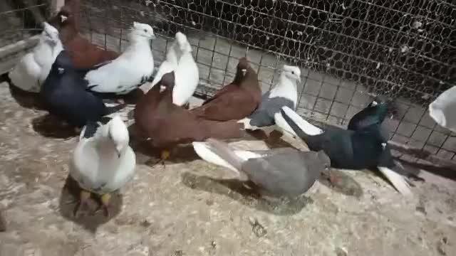 قشنگ|پرنده|بروجرد, |دیوار