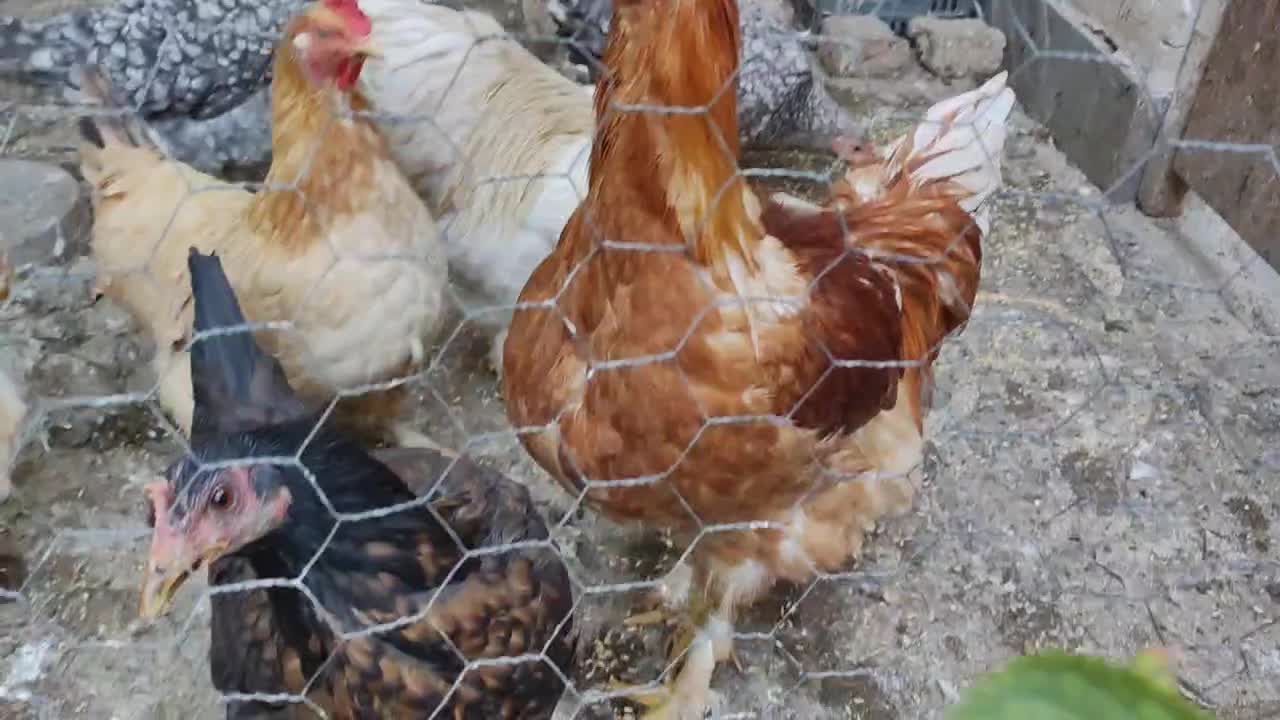 م ر غ|حیوانات مزرعه|تبریز, |دیوار