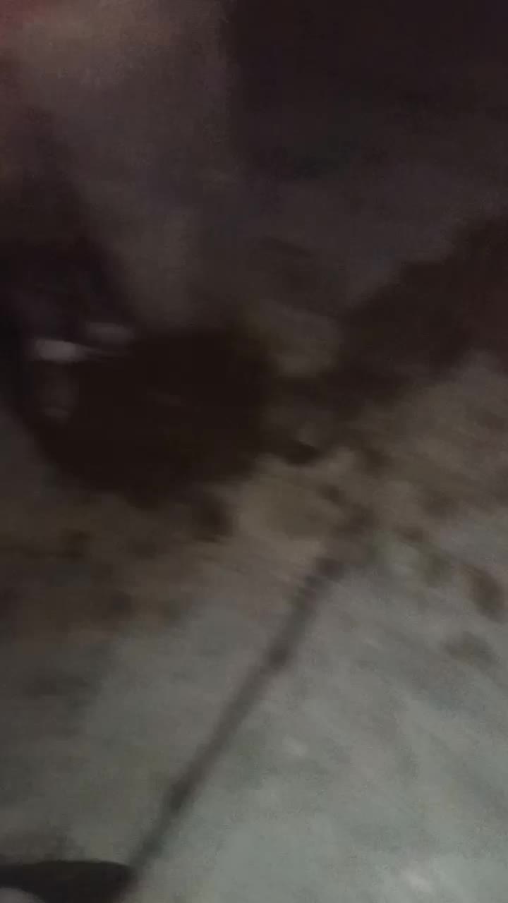 سگ گله ای نگهبان اصفهانی|سگ|مرودشت, علیآباد|دیوار