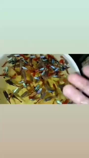 گوپی دامبو رد تیل ماهی|ماهی|هشتگرد, شهرک صنعتی هشتگرد|دیوار