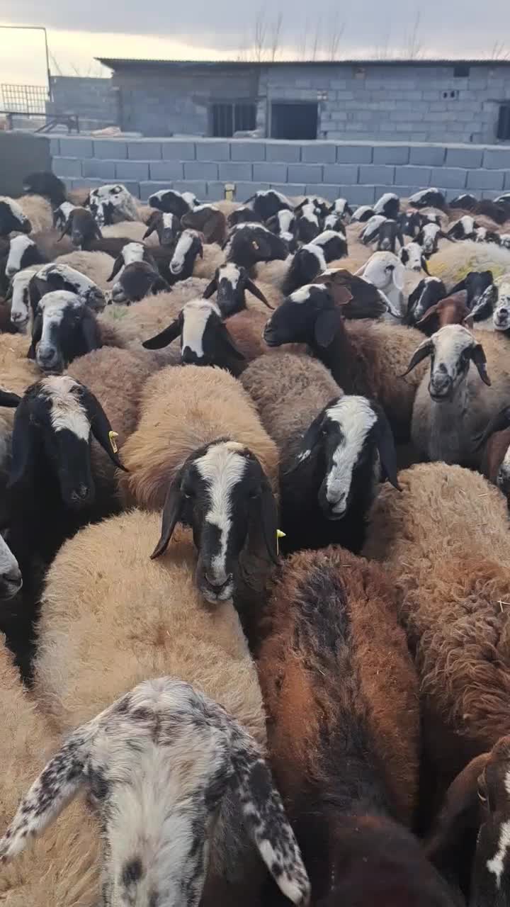 گوسفند میش وبره شال|حیوانات مزرعه|اسفرورین, |دیوار