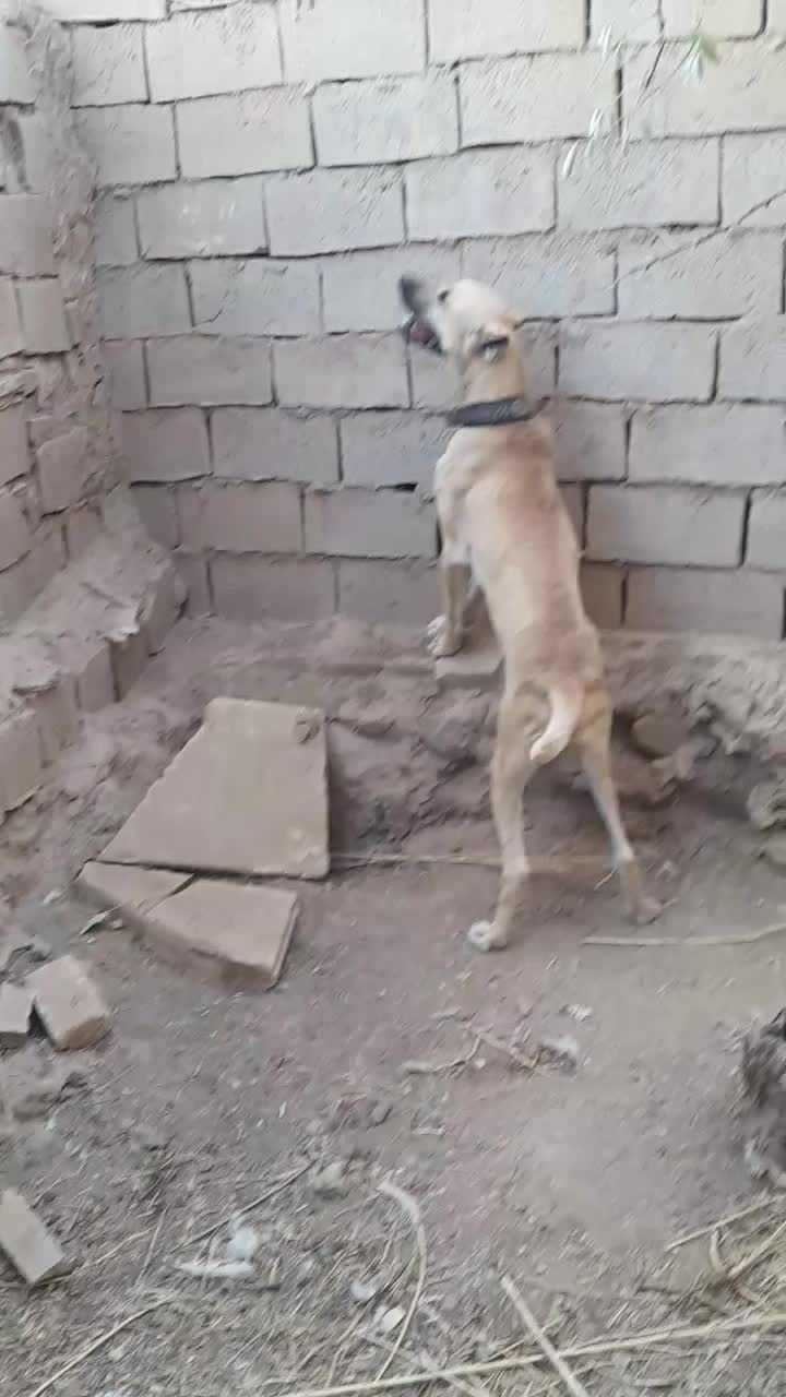 سرابی،اصل|سگ|جلگه رخ, |دیوار