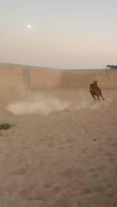 اسب کرد نوه شورش شریف|اسب و تجهیزات اسبسواری|سیرجان, |دیوار