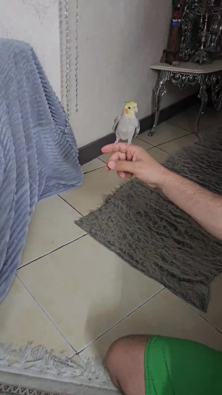 عروس هلندی دستی|پرنده|چهاردانگه (تهران), |دیوار