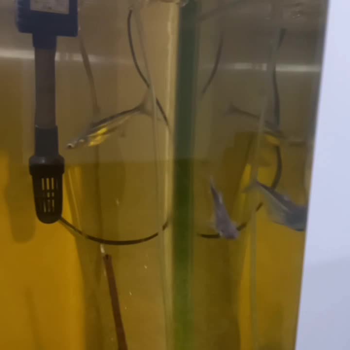 ماهی پنکوسی|ماهی|شیراز, گویم|دیوار