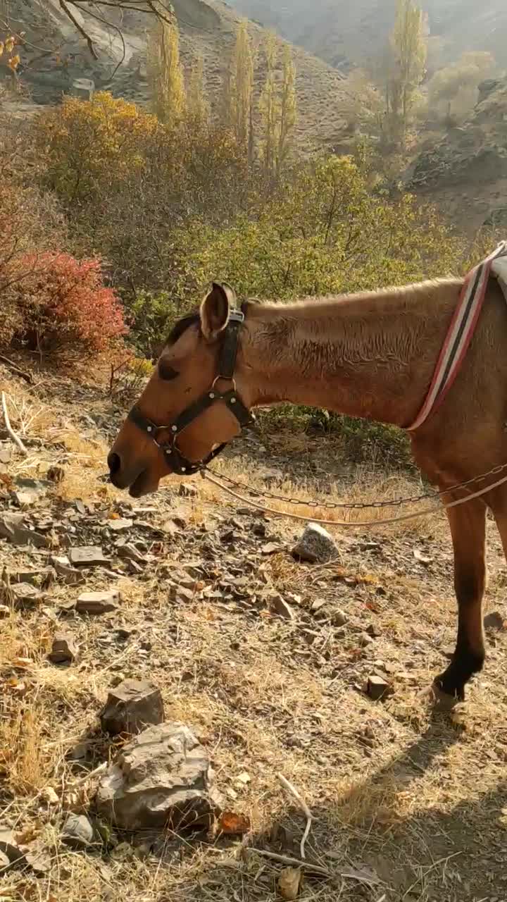 اسب ترکمن|اسب و تجهیزات اسب‌سواری|آسارا, |دیوار