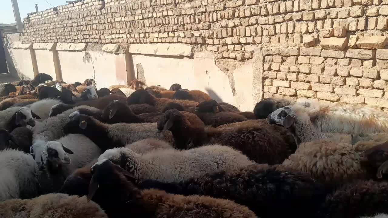 گوسفند جوان شیشک آبستن سنگین|حیوانات مزرعه|کرج, استاندارد|دیوار
