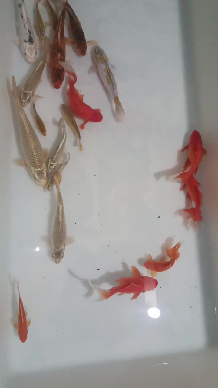 ماهی قرمز کله شیری و کوی و کپور|ماهی|خمینی‌شهر, |دیوار