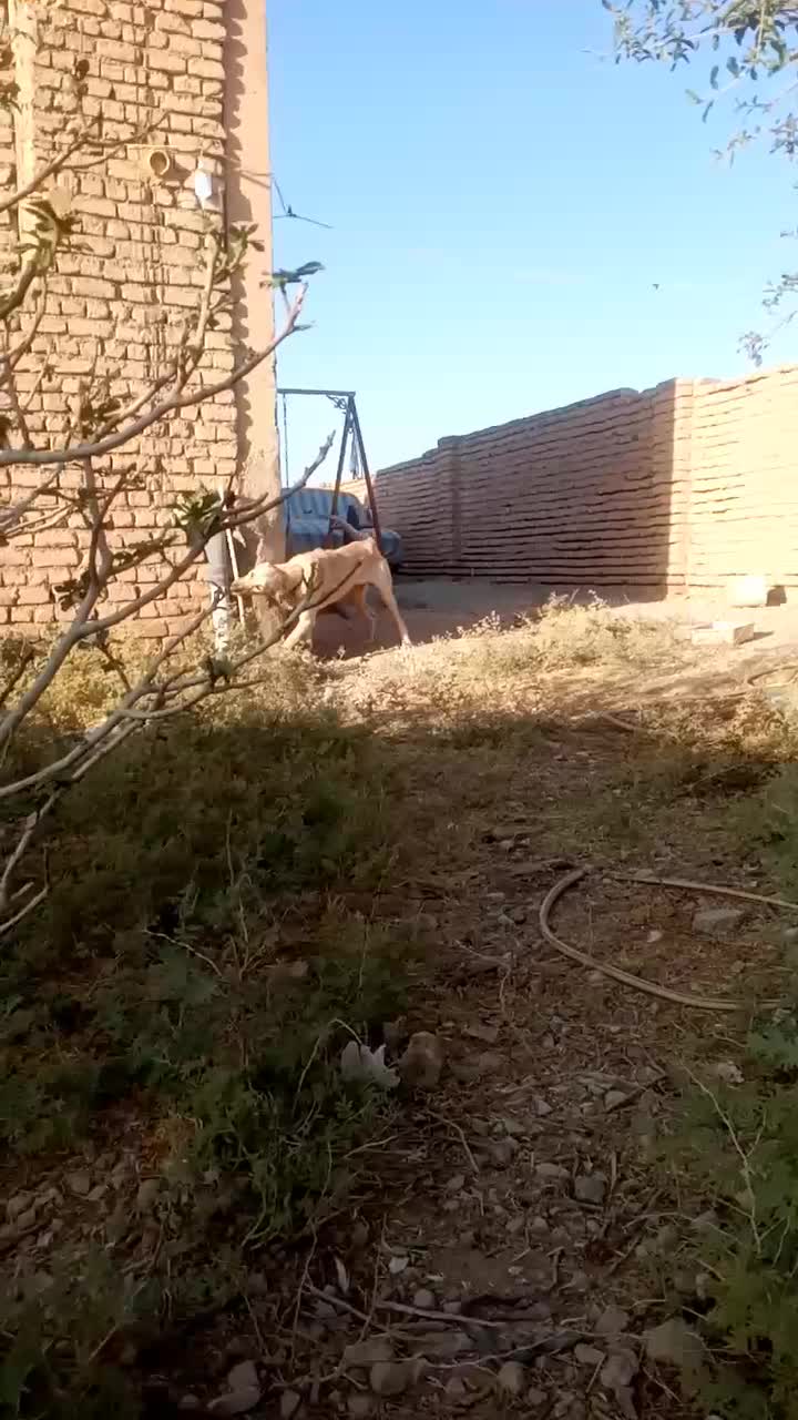 سگ پژدرنروماده|سگ|ایوانکی, |دیوار