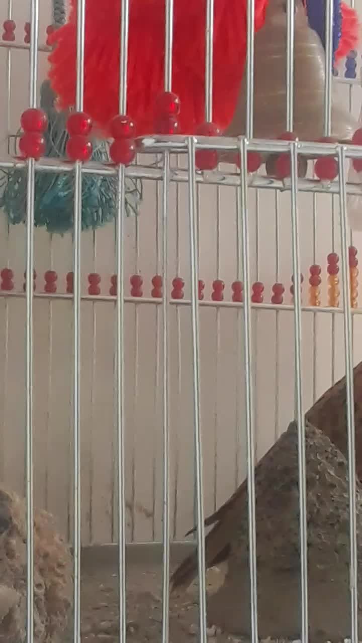 جوجه سهره خاکی( همراه قفس)|پرنده|ساوه, |دیوار