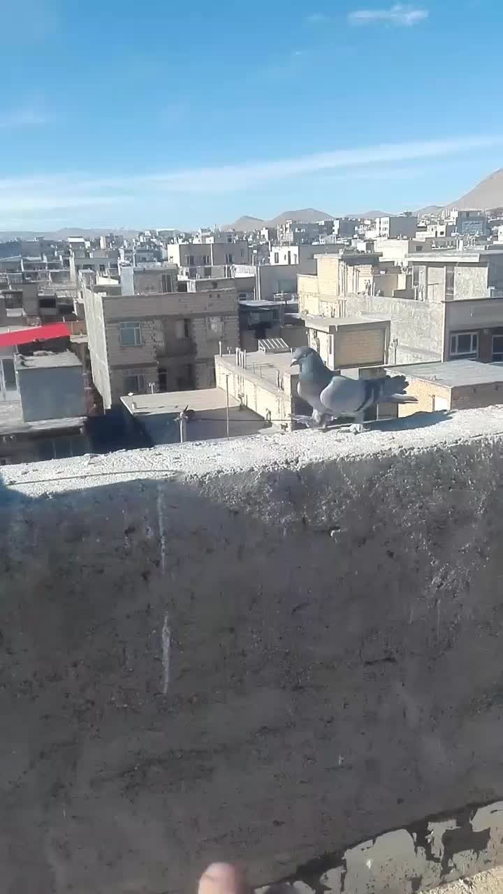 کبوتر پور|پرنده|شهرکرد, |دیوار